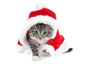 ¿Regalar un gato en Navidad?