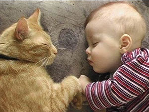 Claves para la convivencia entre gatos y bebés